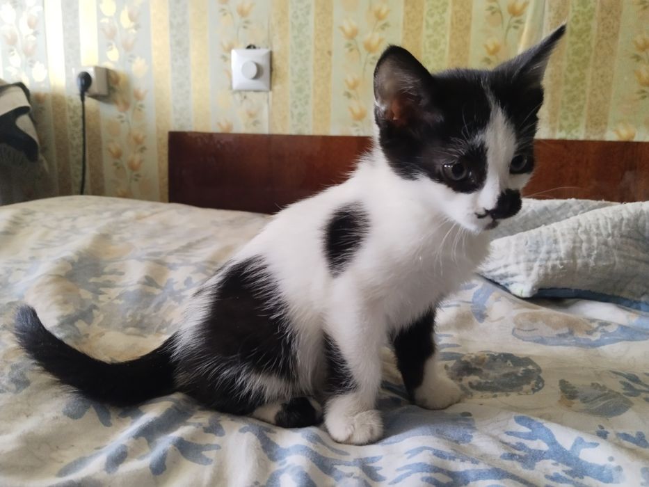 Отдаю котят в добрые руки