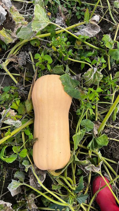 Vând Dovleac Plăcintar Matilda F1 !!