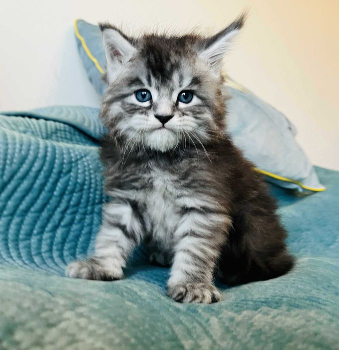 Мейн-куун котенца