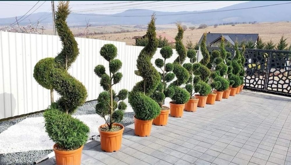 Plante ornamentale de orice specie la pret minim garantat