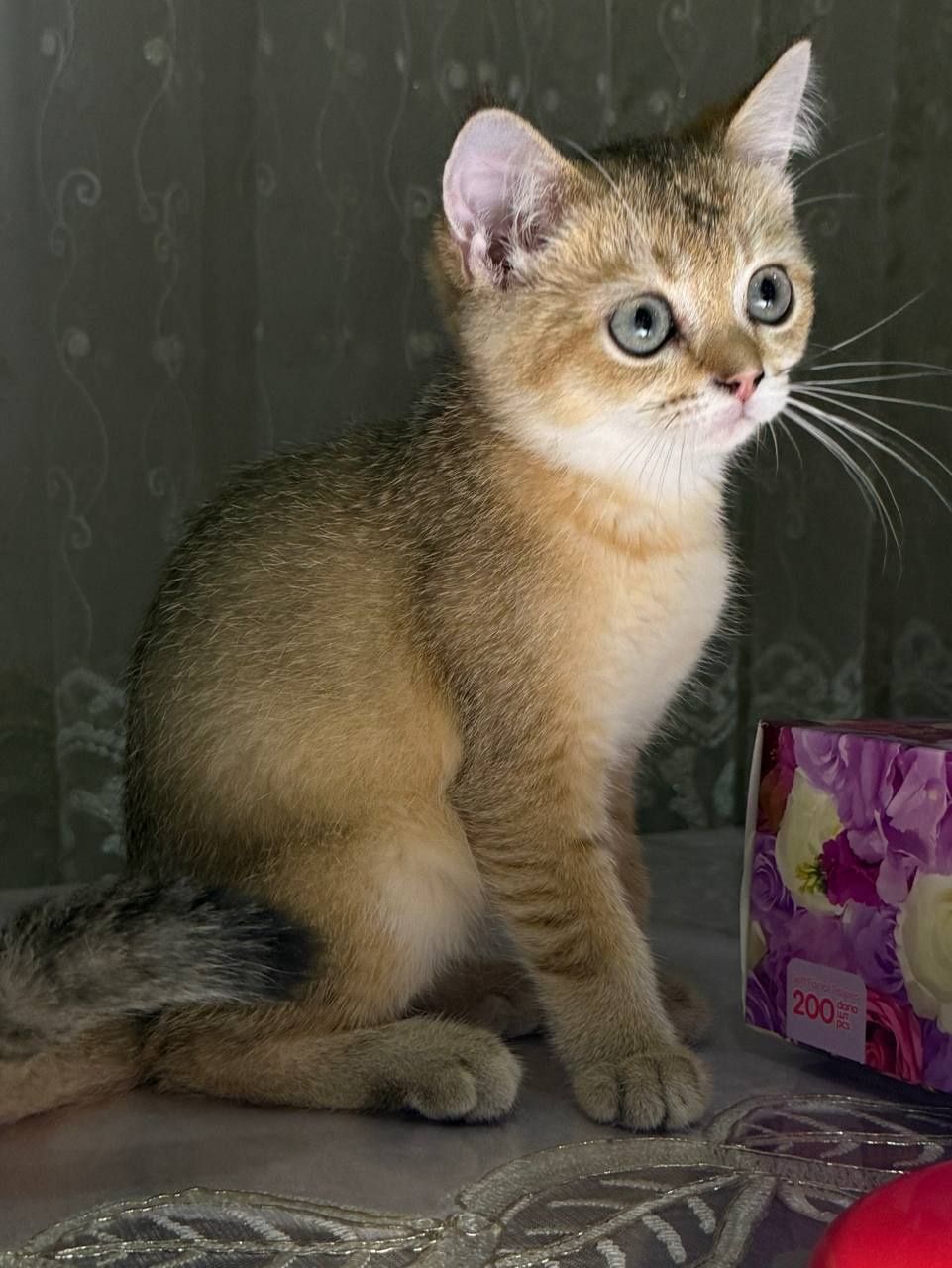 Скотиш страйт чистокровная золотая Шиншила