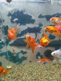 Золотые рыбки в аквасалоне Ковчег