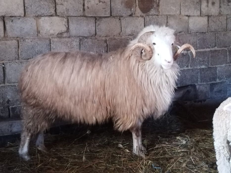 Strămior băl de vânzare