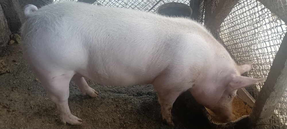 Продавам мъжко скопено прасе