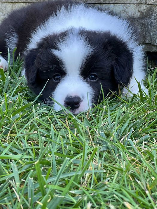 Femela de Border Collie cu pedigree din ambii parinti campioni