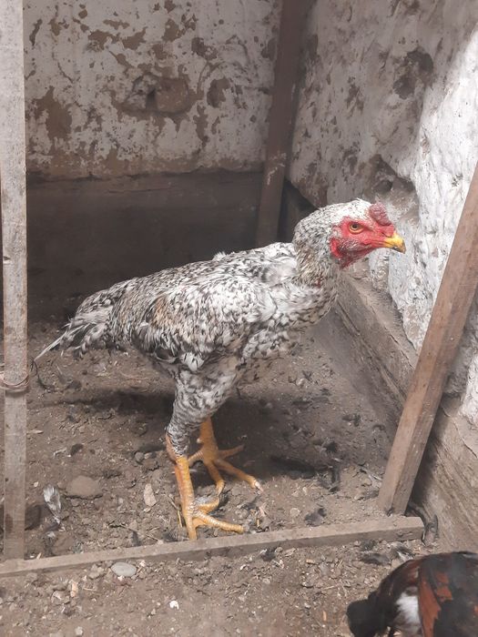 Продам жужа мартовский