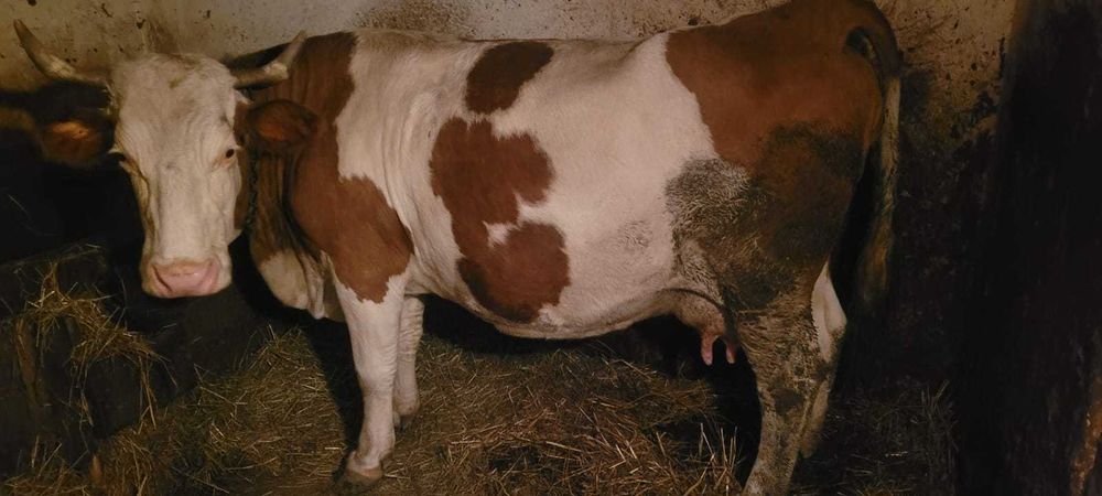 Vand vaca buna de lapte