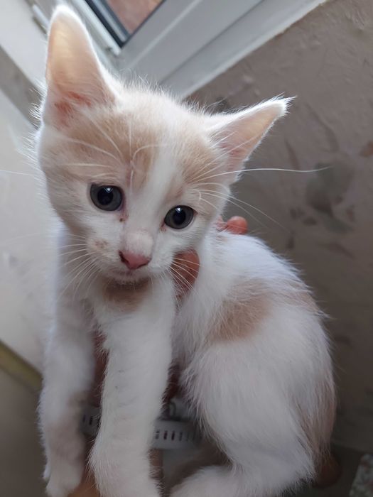 Подарявам котета