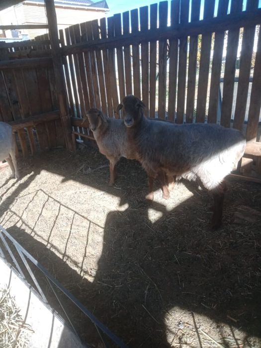 Семіз қой, тоқты, тұсақтар бар