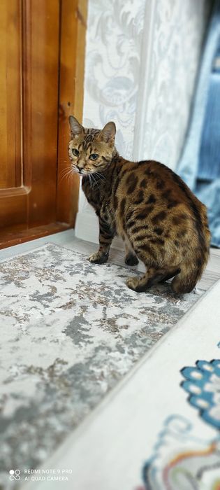 Bengal zotli mushuklar zotlari toza