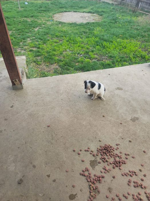 Donez catelusi 3 luni