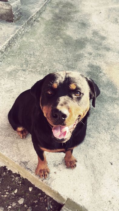 Новородени ротвайлери