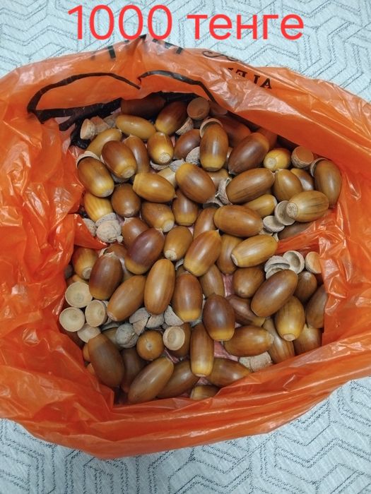 Жёлуди срочно продам цена окончательная