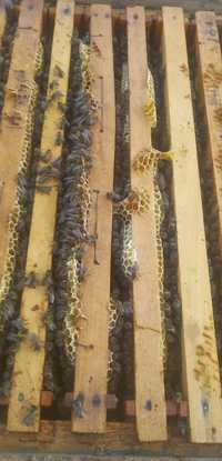 Vând urgent 10 Familii de albine