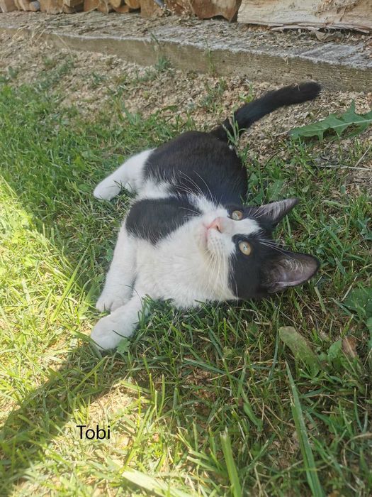 Donez pui pisica in Arges, Adoptie pisici Arges