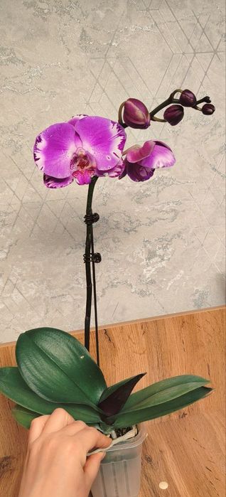 Орхидеи Phalaenopsis