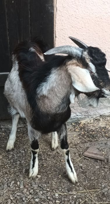 Tap metis anglonubian