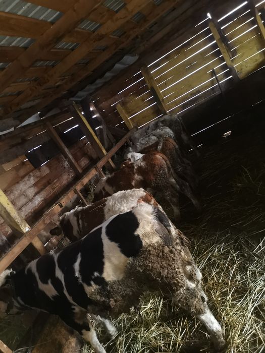 Vand 7 taurasi de rasa varsta cuprinsa 6 7  luni