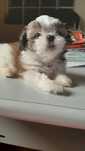 Shih-tzu talie mica