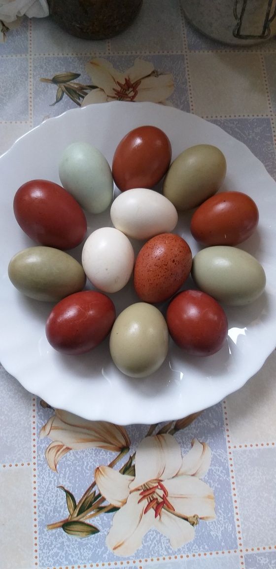 Ouă gaini marans , araucana , apenzeler , sebringht