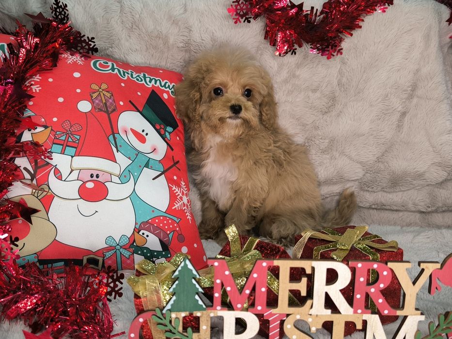 Vand fetita maltipoo minitoy