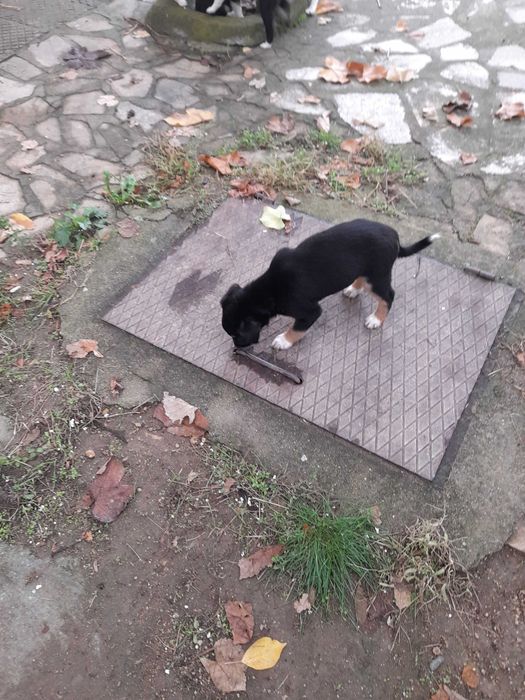 Подарявам малки кученца