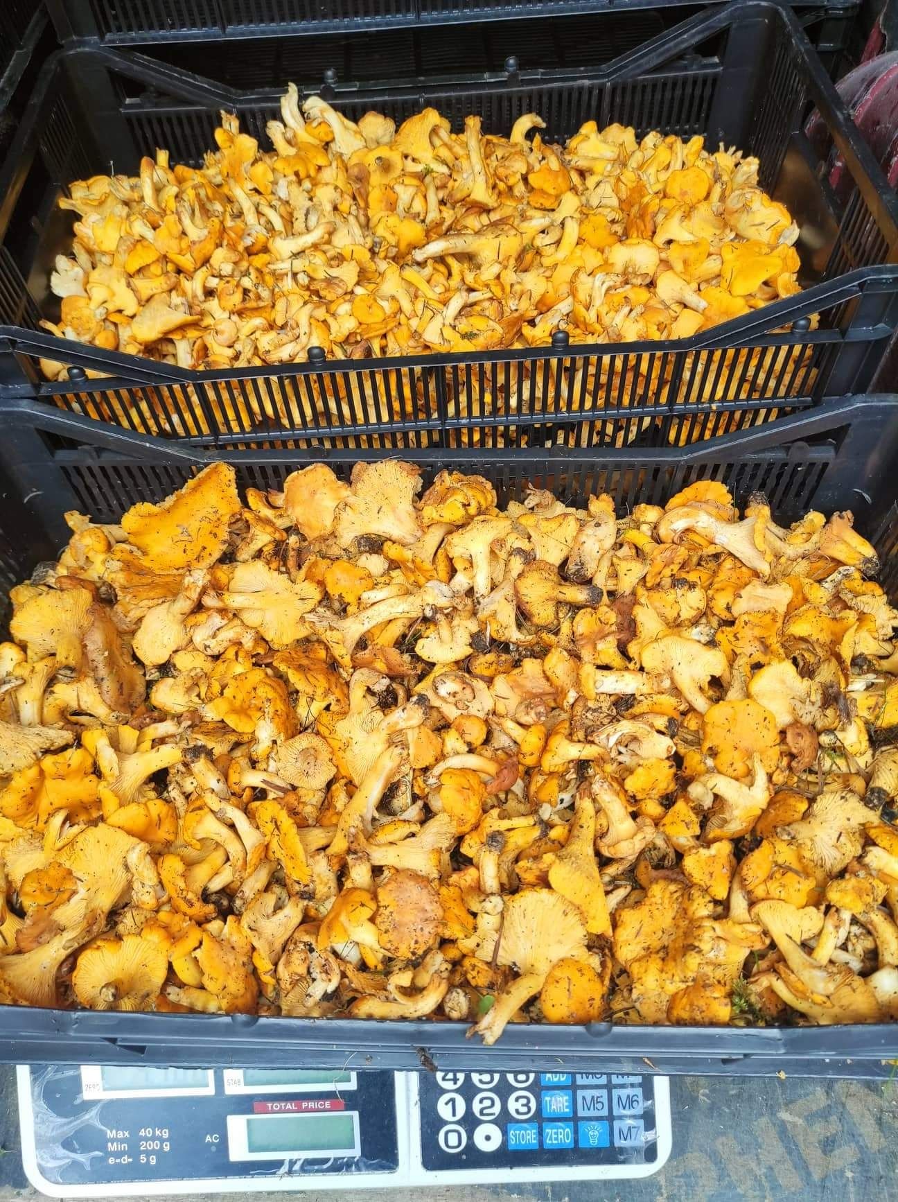 Прясна и суха борова манатарка, пачи крак