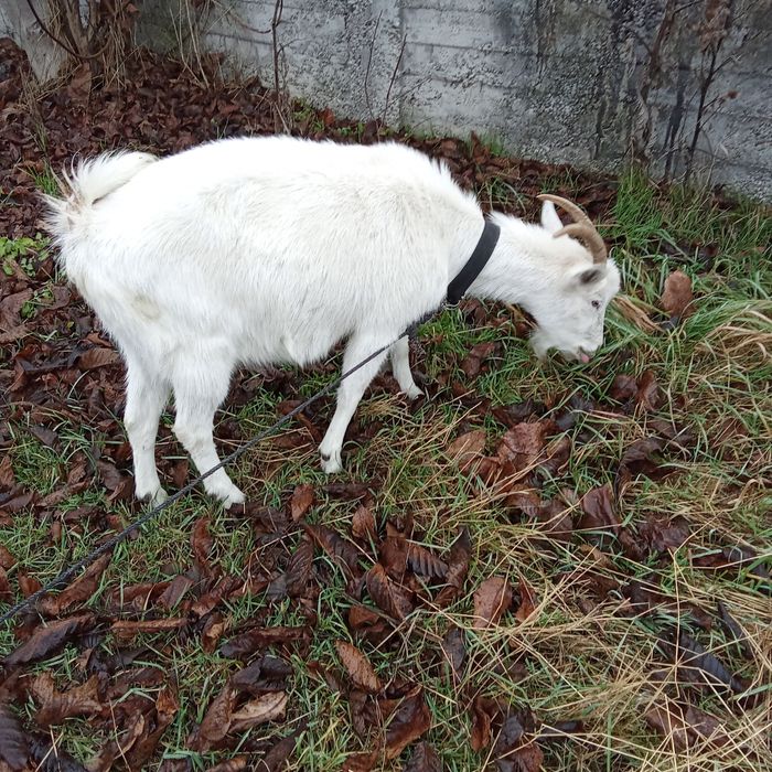 Capră saanen cu lapte