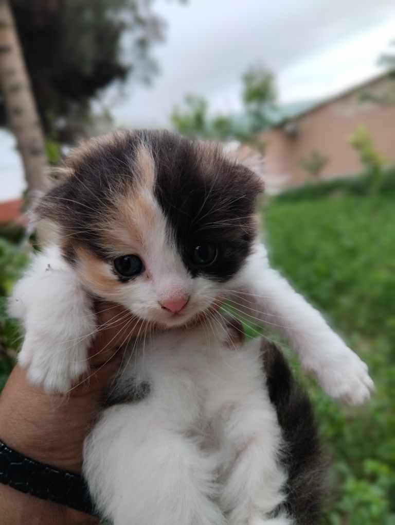 Mushuklar sotiladi