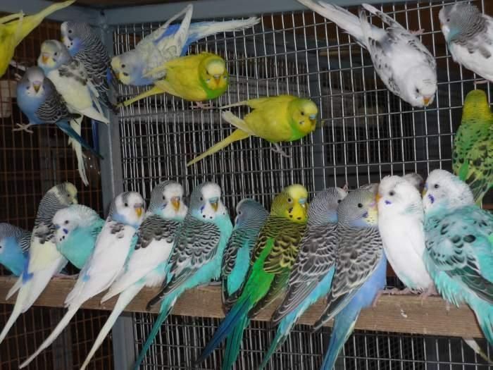 Продаю попугай волнистые