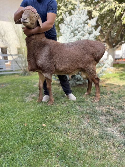 Қурбонликга Қўчқор Qochqor сотилади qoy qurbonlik