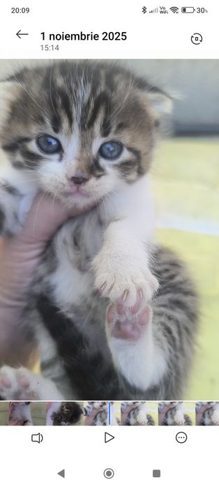 Donez pisoiași găsiți pe strada,mananca aproape singuri