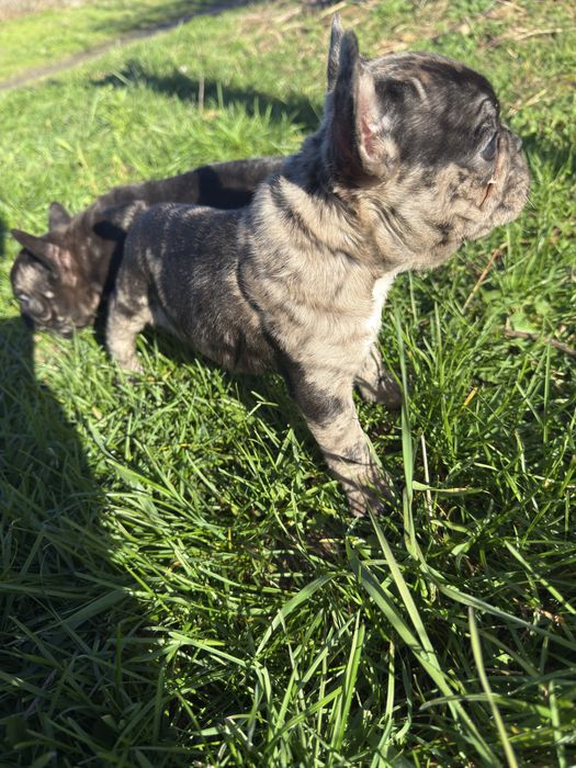 Малки Кученца / Френски Булдог