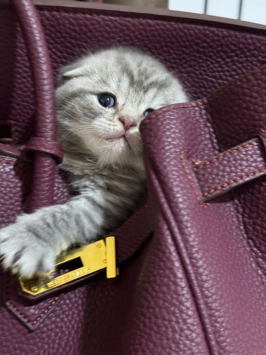 Продажа Шотладских котят