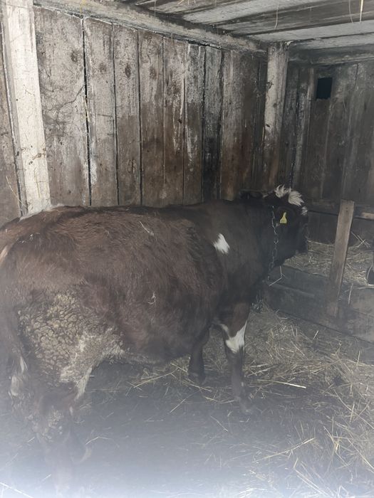 Продам 2 бычка на откорме