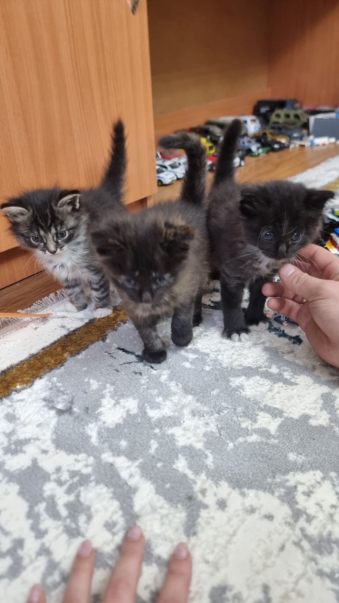 Отдам котят в добрые руки