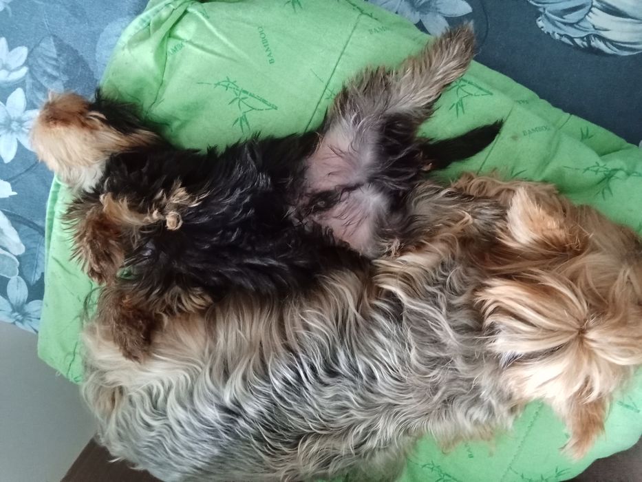 Йоркширский терьер