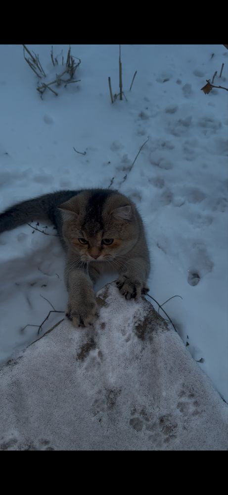 Шиншилла серебристий