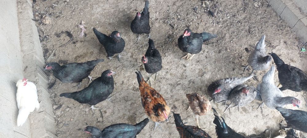 Qora tavuqla sotiladi 10ta