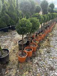 Leylandii,Buxus,Magnoli,Enuper pe tija si multe altele