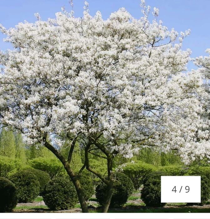 Arborele de stafide amelanchier