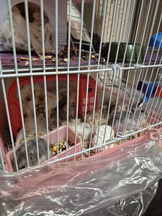 Продам хомяков, джунгариков мальчики и девочки! Родились 23 октября