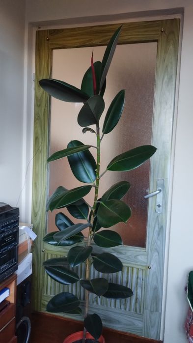 Ficus , Dracena ,, Crinul păcii, Trandafir japonez
MărT