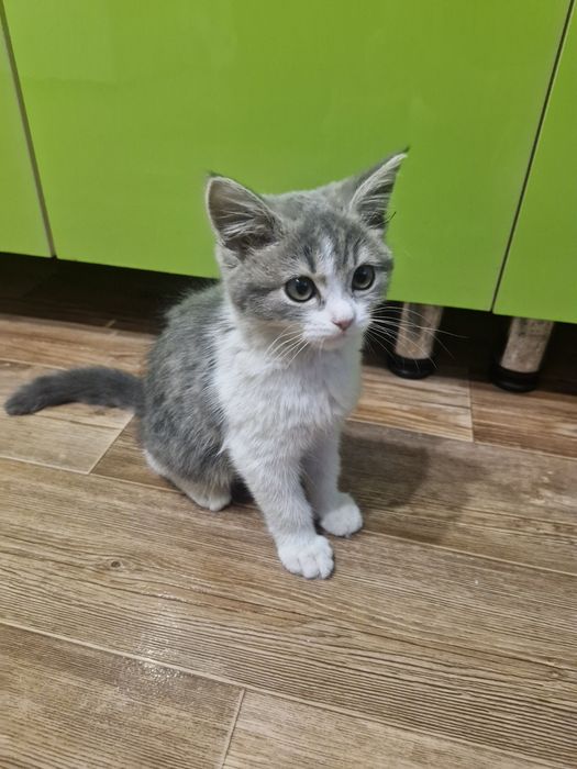 Отдаю бесплатно котенка