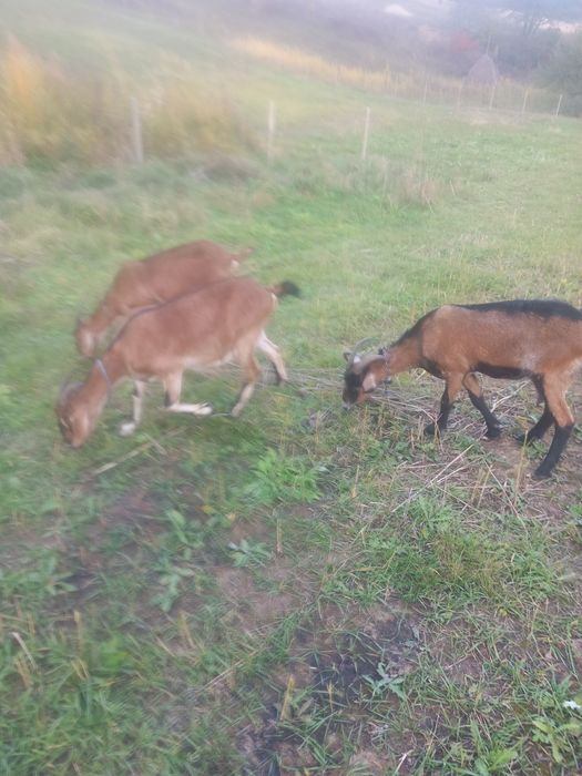 Vînd urgent  țap alpin  francez