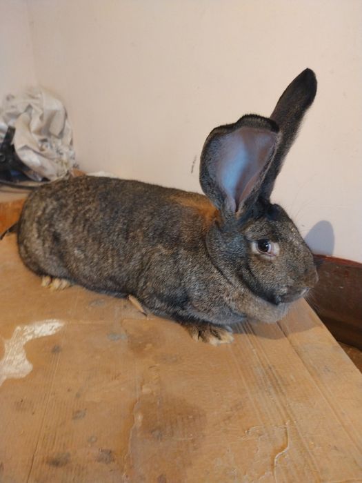 Vand femela de urias german in varsta de 7  luni.