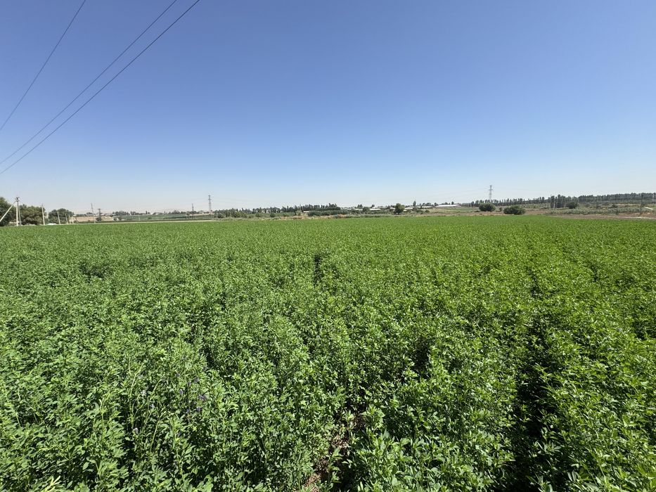 45-50 sm, Beda Silyos uchun