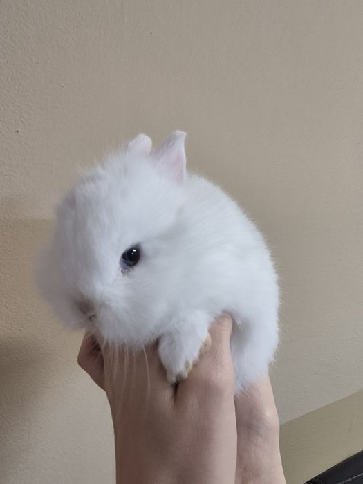 Продавам Мини зайчета