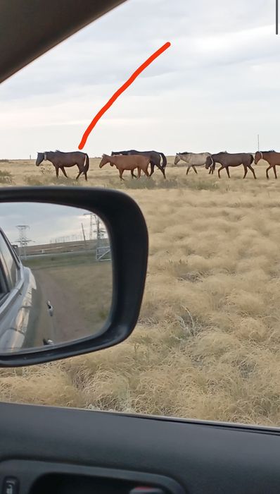 Продам Сатам Донен!