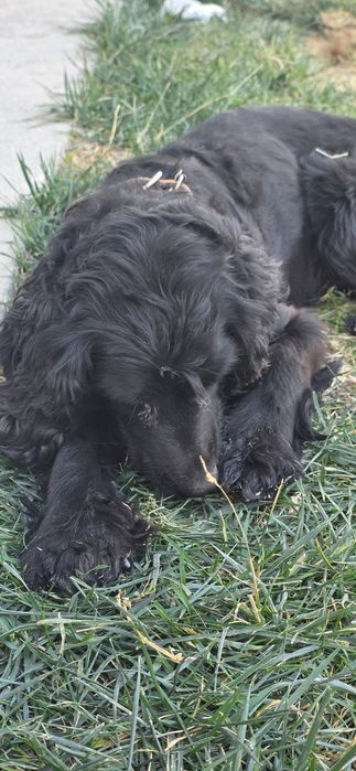 Отдам собаку в добрые руки.